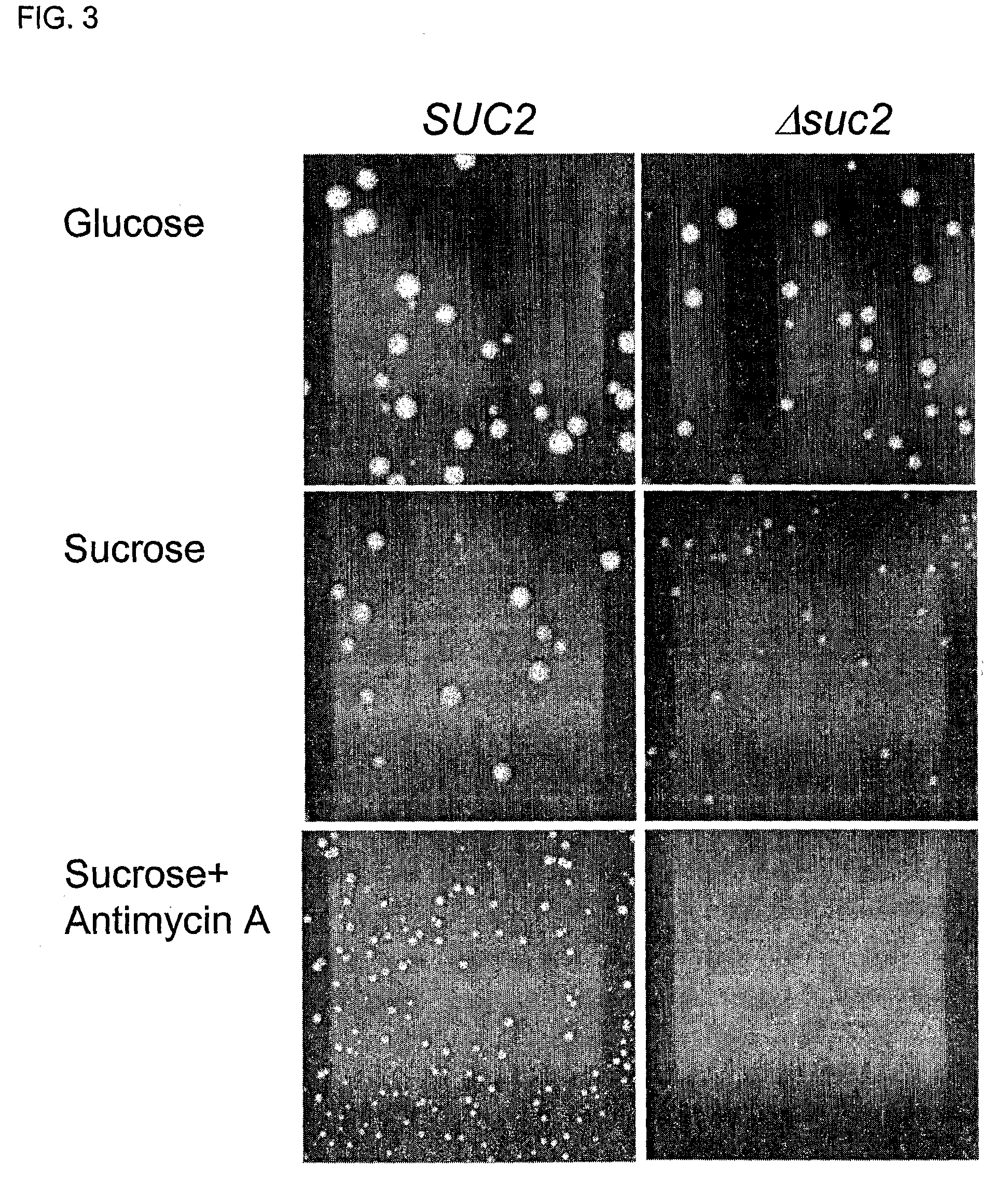 Library of translational fusion partners for producing recombinant proteins and translational fusion partners screened therefrom