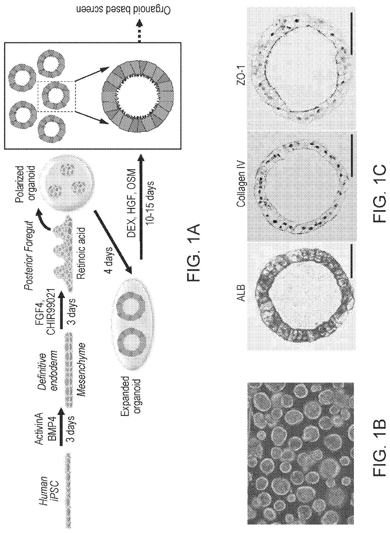 Liver organoid compositions and methods of making and using same