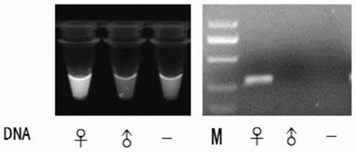 Method for detecting PCR amplification product