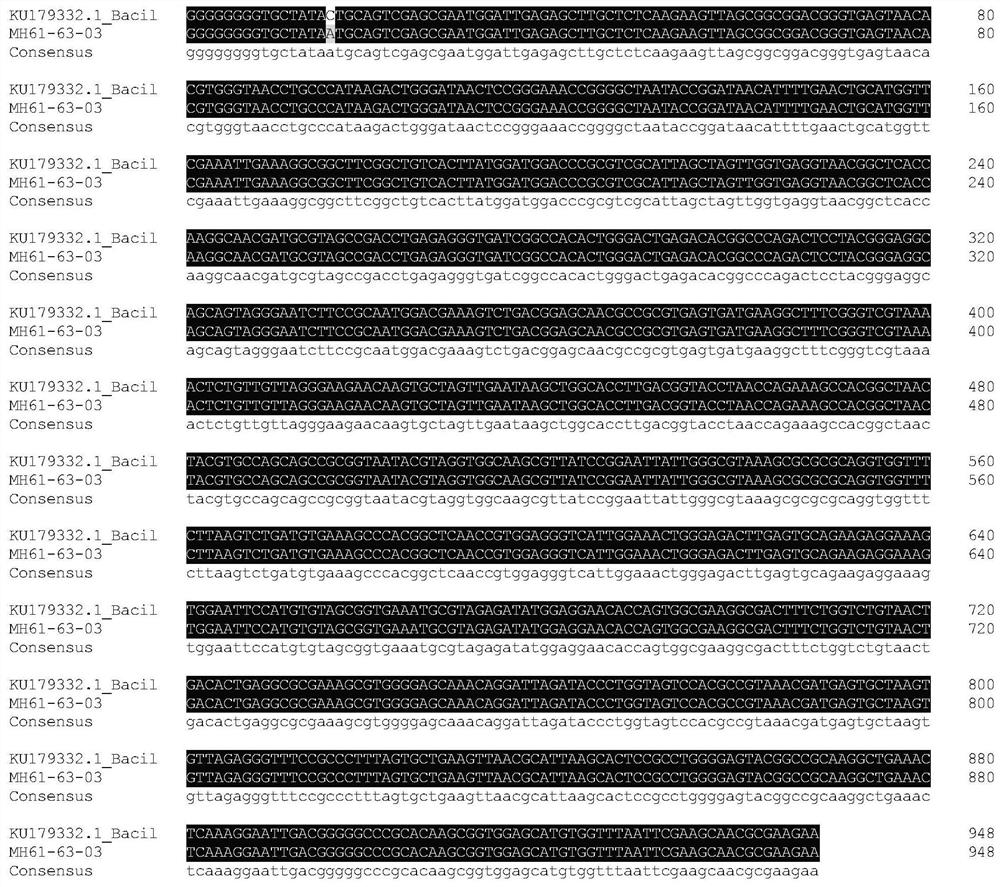 A strain of Bacillus cereus for controlling plant nematodes and its application