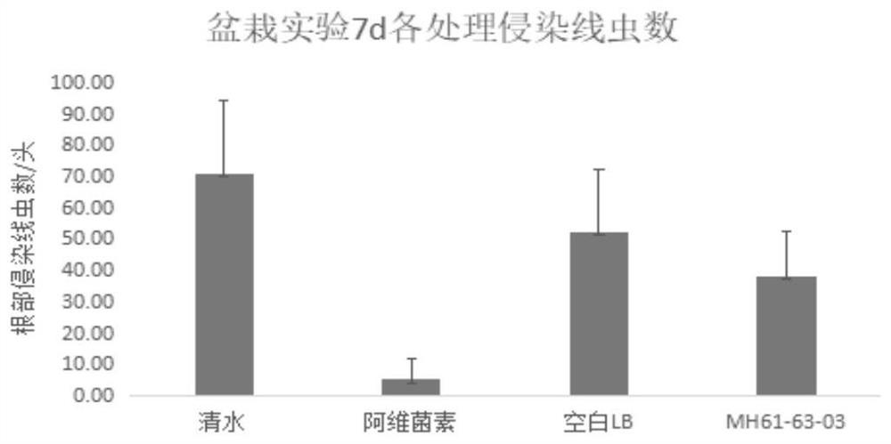 A strain of Bacillus cereus for controlling plant nematodes and its application