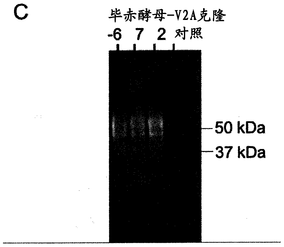 Means and methods for oral protein delivery