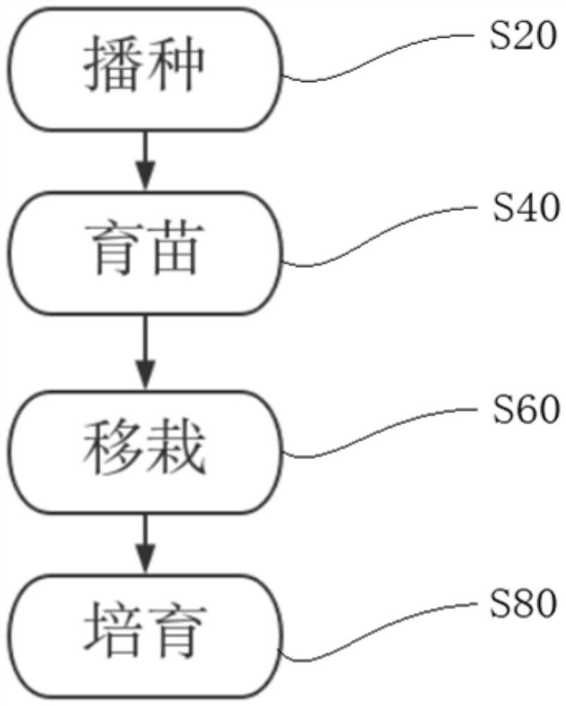 A plant cultivation method