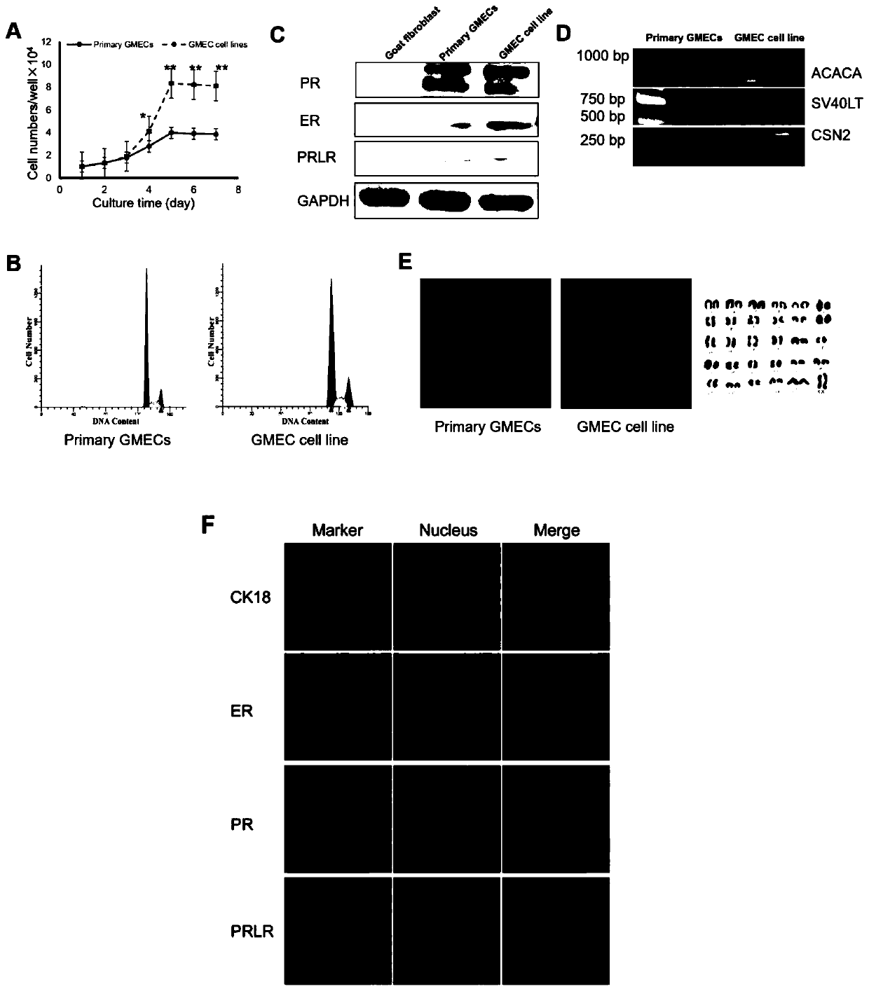 Building method of secreting type Laoshan dairy goat mammary gland epithelial cell line