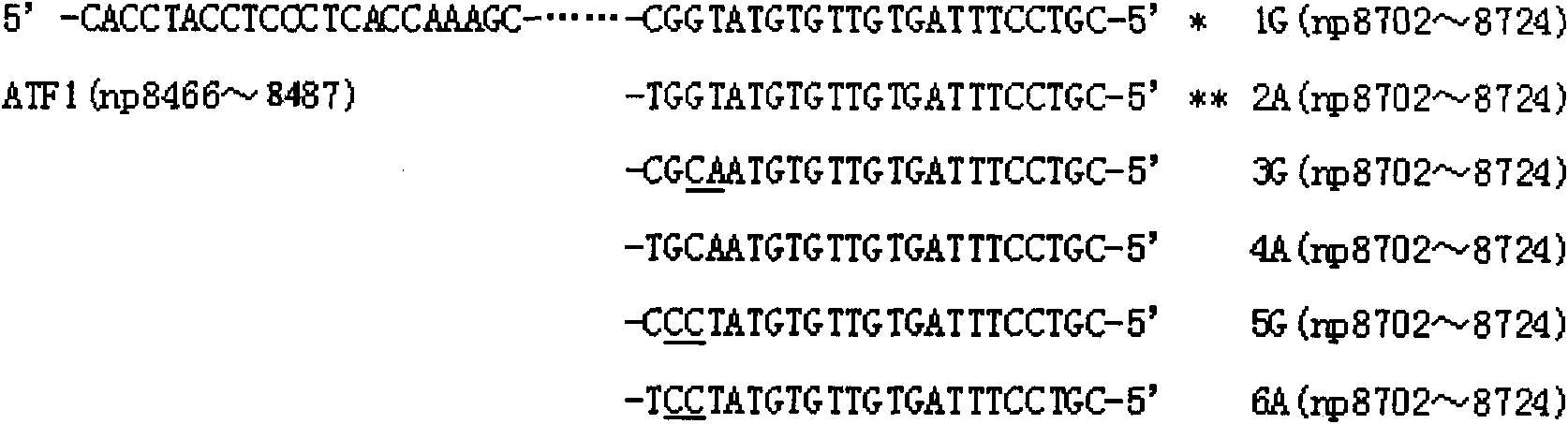 ARMS-PCR method for mtDNA allelic gene typing and point mutation detecting