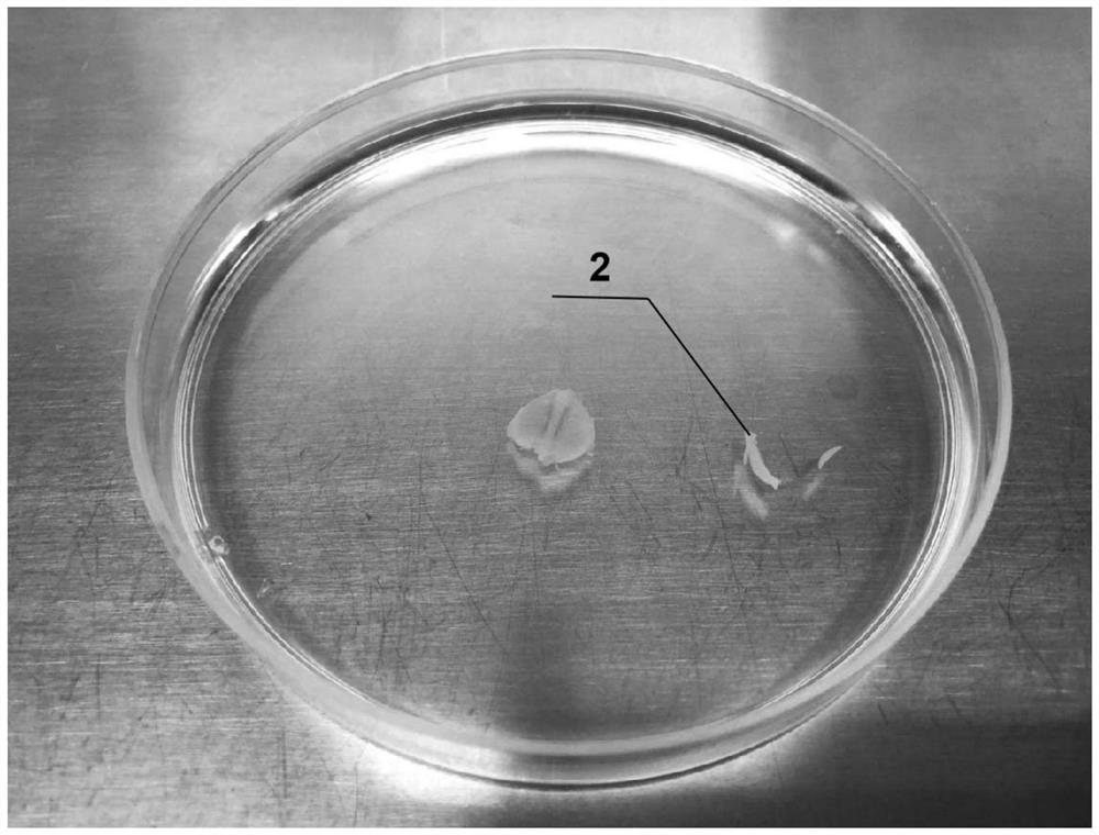 Method for constructing in-vitro culture and damage model of pelodiscus sinensis embryonic period skirt fibroblasts