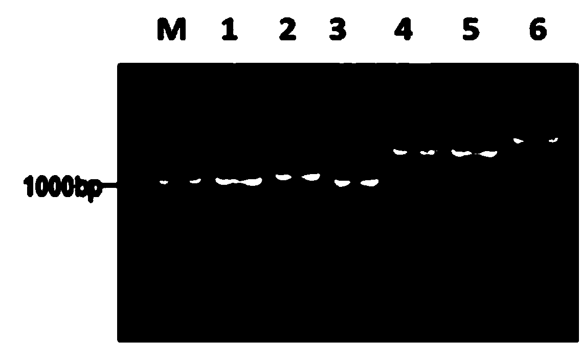 Streptococcus suis serotype II htpsC gene knockout mutant strain and application thereof