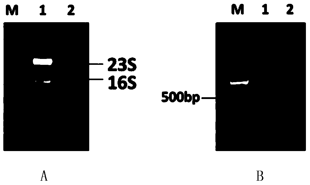 Streptococcus suis serotype II htpsC gene knockout mutant strain and application thereof