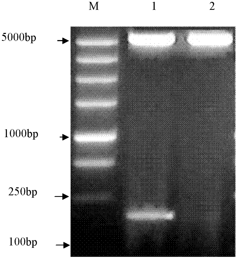 Fusion protein containing glicetin-1 as well as preparation method and application