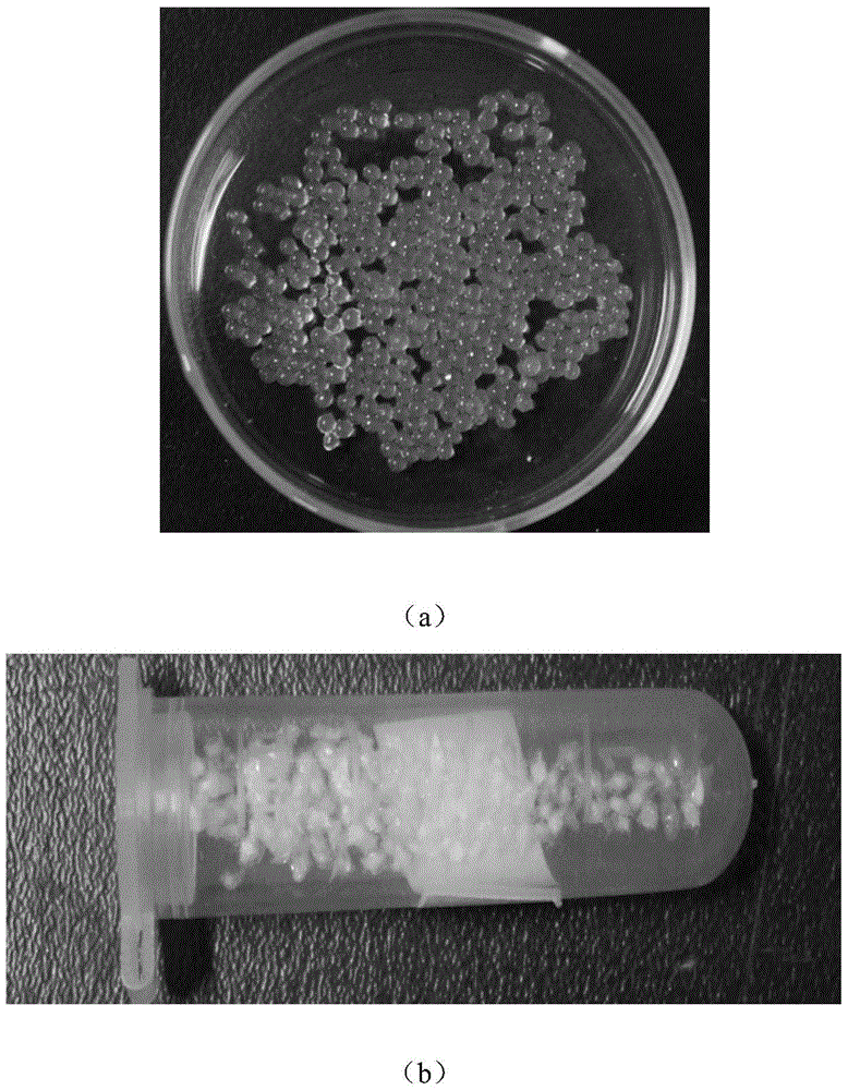 A kind of multi-layer slow-release microsphere preparation loaded with VEGF and vancomycin, preparation method and application