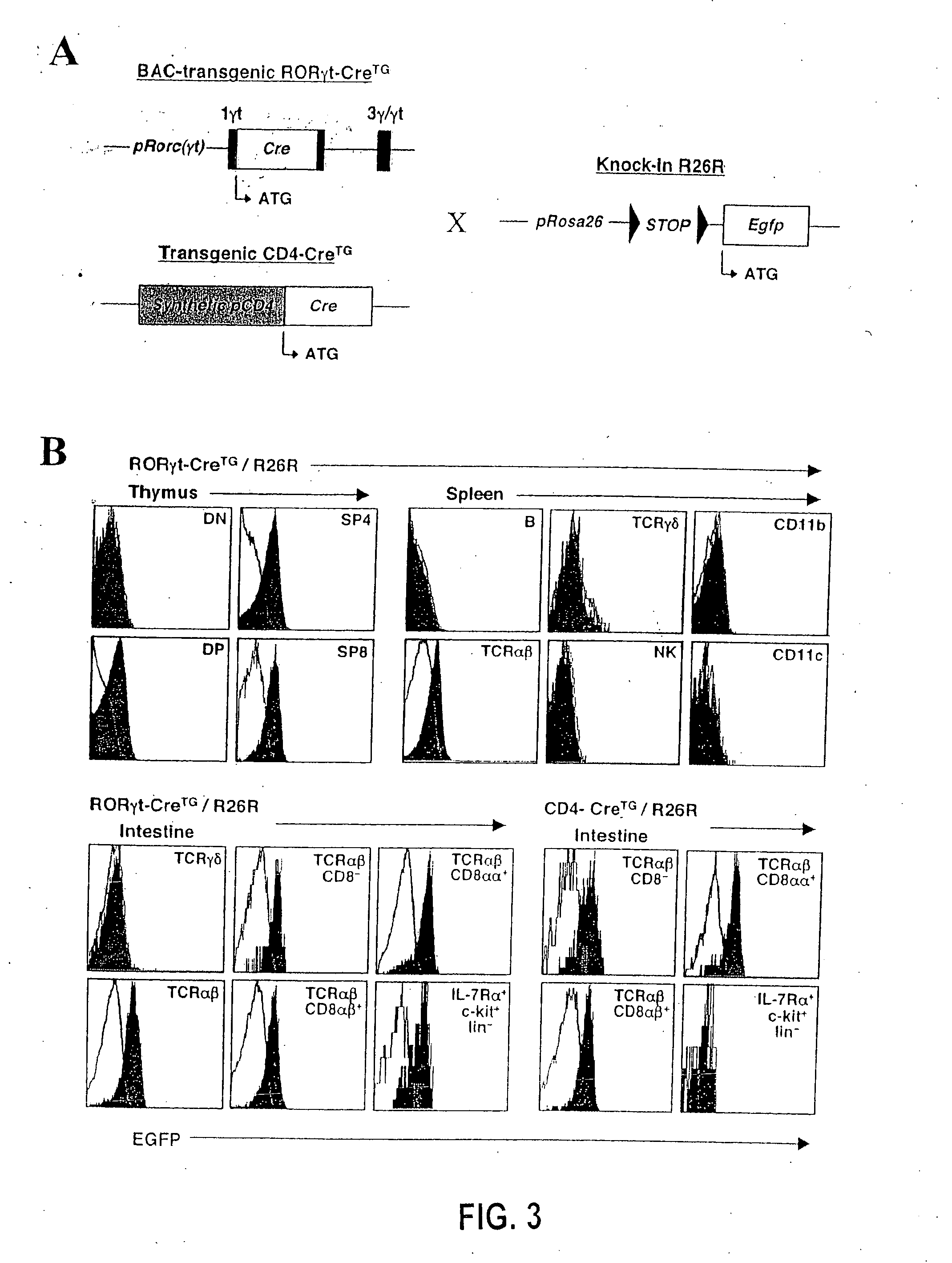 Compositions and methods for modulation of RORgammat functions