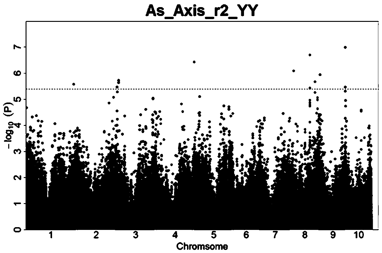 Corn arsenic stress resistant gene ZmAsR2 and intramolecular SNP label and application thereof