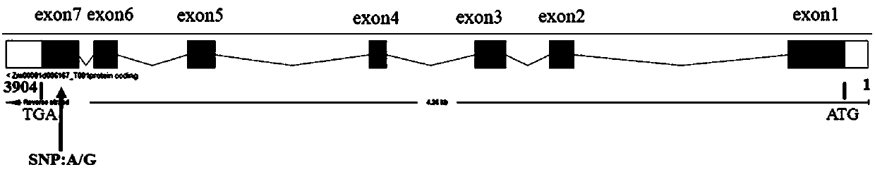 Corn arsenic stress resistant gene ZmAsR2 and intramolecular SNP label and application thereof