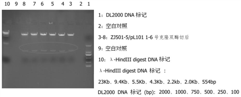 Application of human sDR5-Fc recombinant fusion protein in preparation of drugs for preventing and treating liver ischemia-reperfusion injury