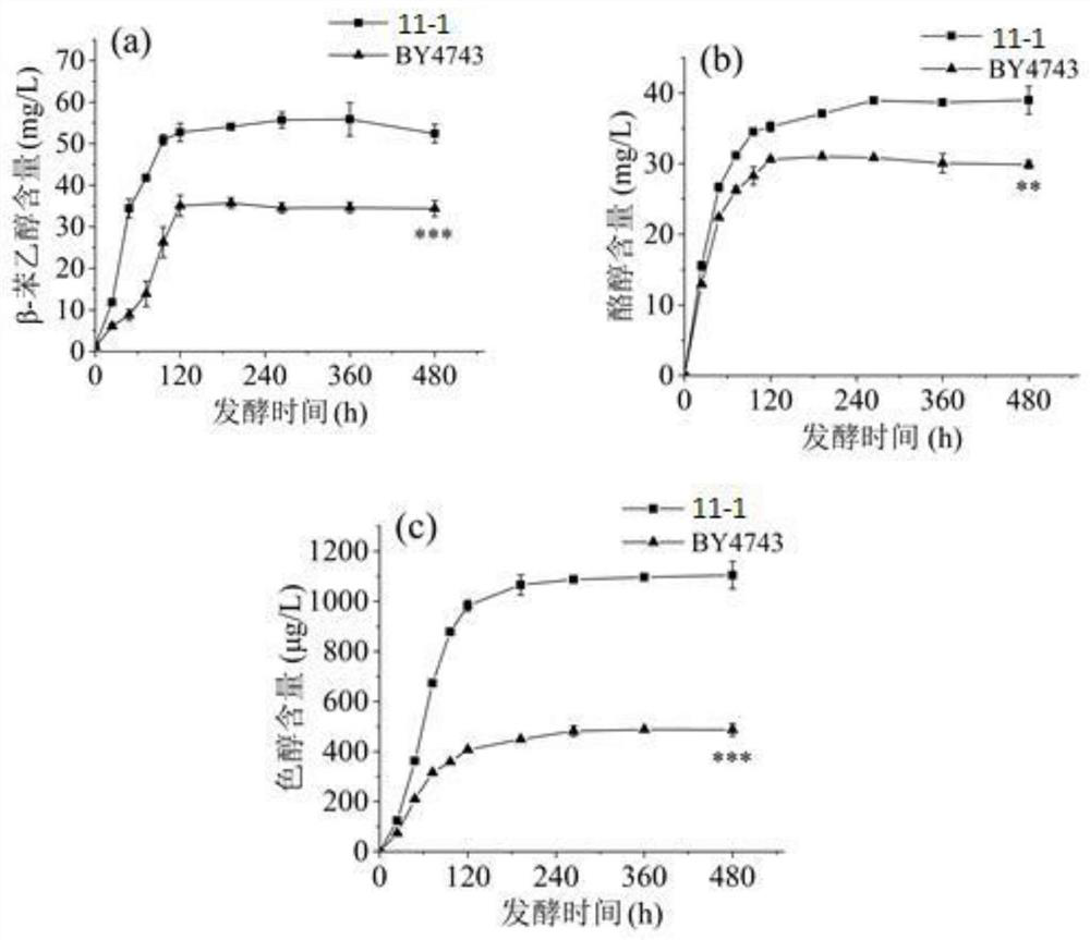 Method for promoting yeast Ehrlich pathway to increase contents of tyrosol and tryptophol in yellow rice wine