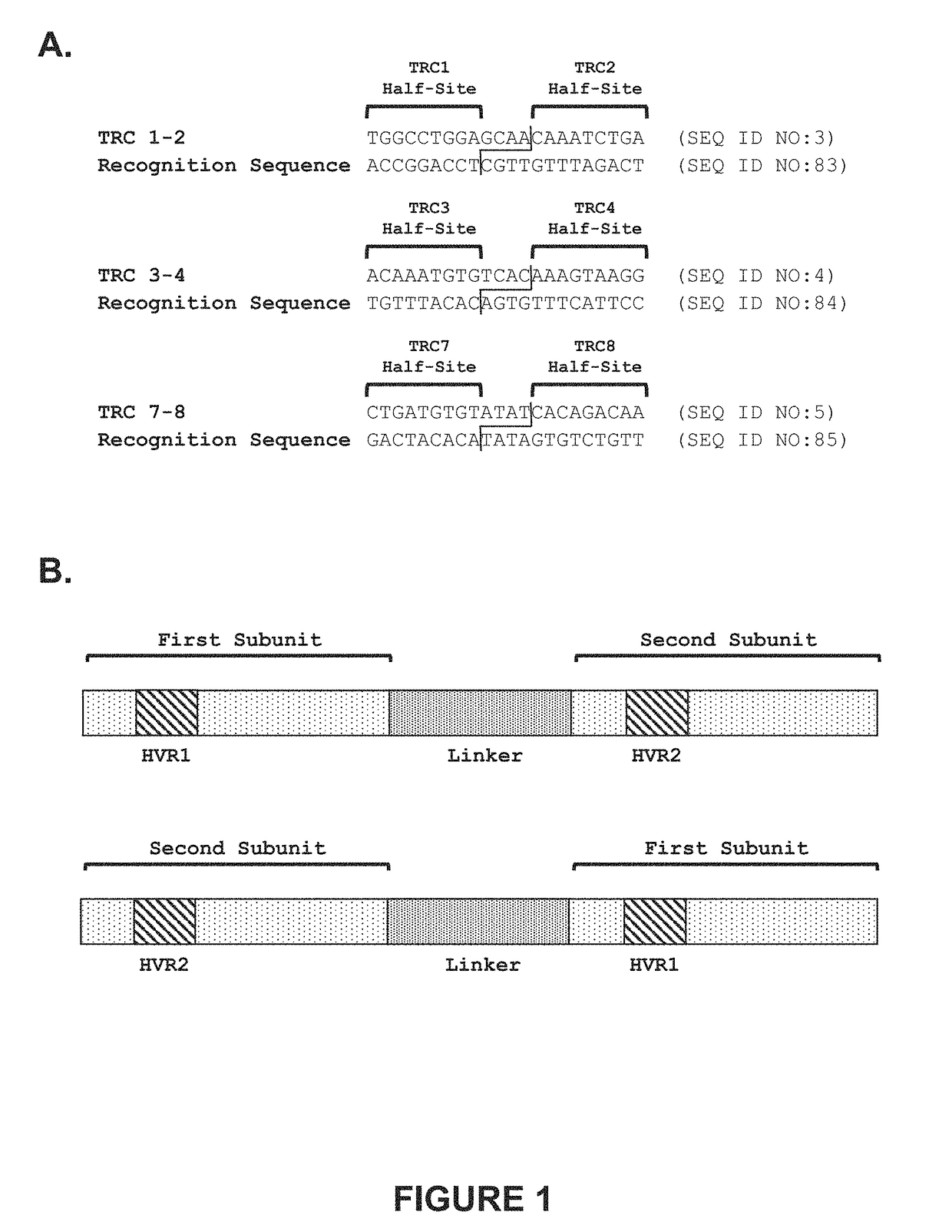 Genetically-modified cells comprising a modified human T cell receptor alpha constant region gene