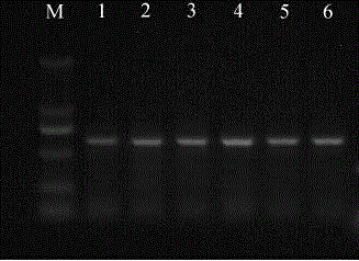 Primer and method for quickly detecting gender difference of juvenile fishes of fugu rubripes