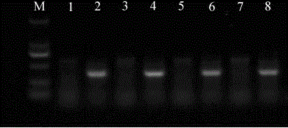 Primer and method for quickly detecting gender difference of juvenile fishes of fugu rubripes