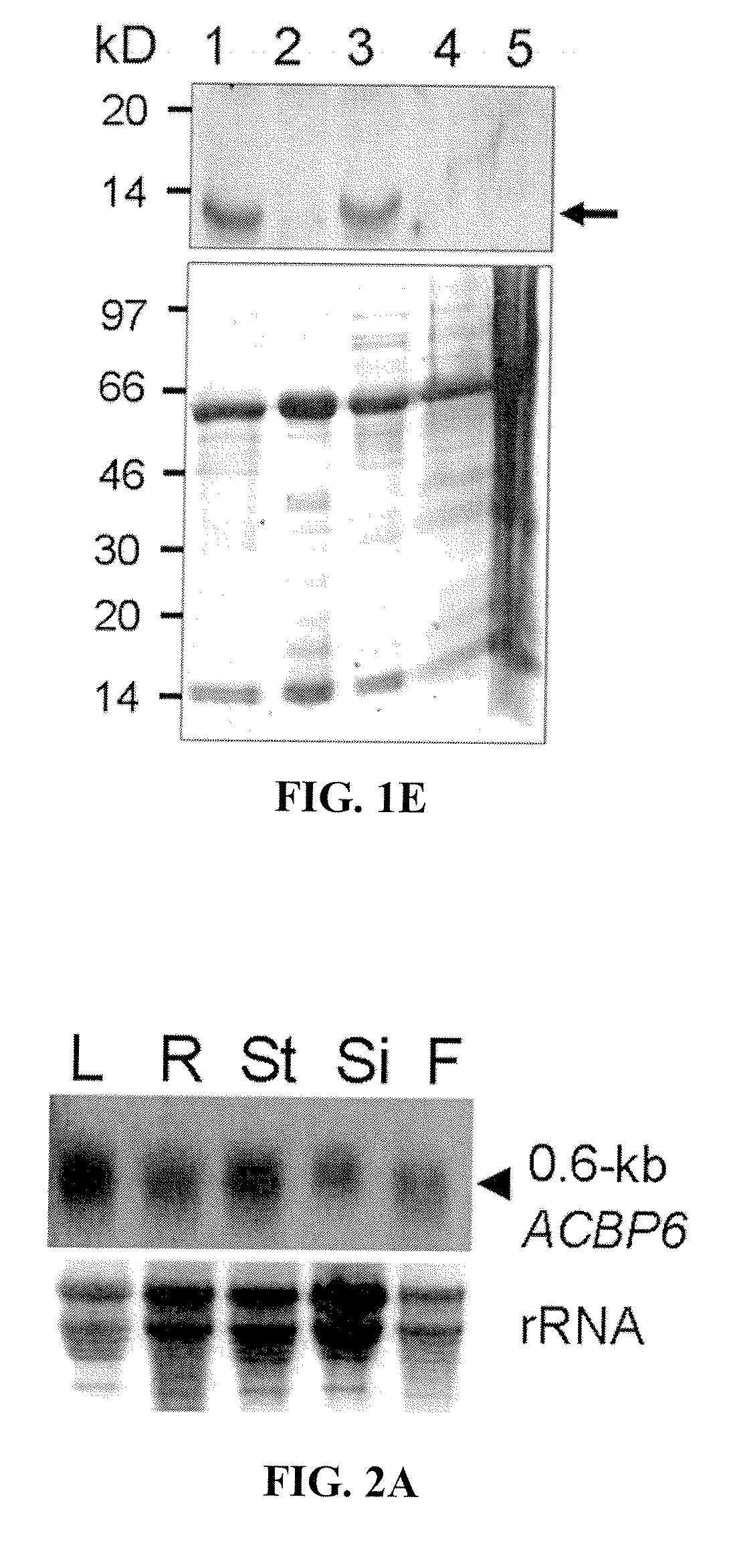 Methods using acyl-CoA binding proteins to enhance low-temperature tolerance in genetically modified plants