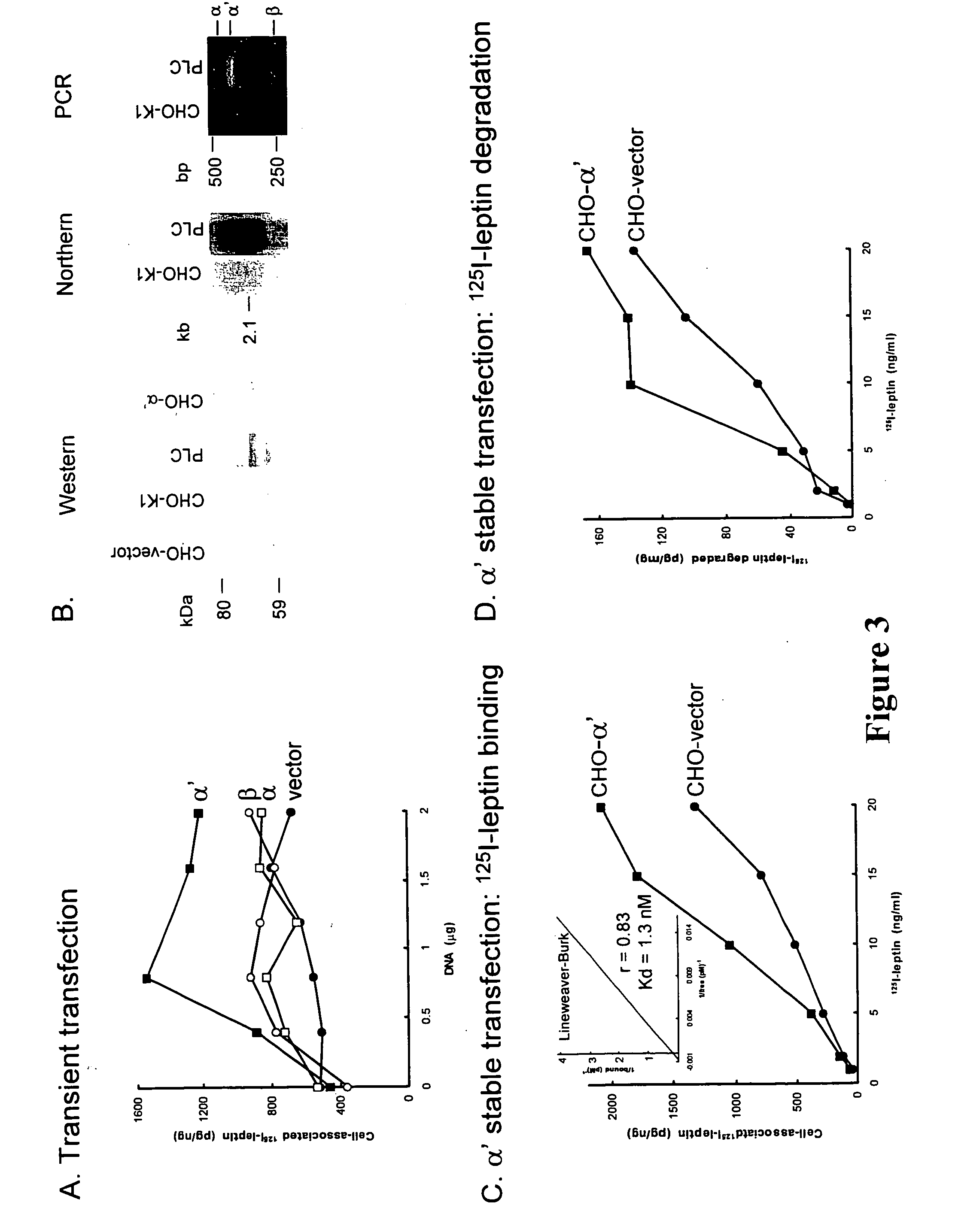 Methods of screening for compounds that modulate the LSR-leptin interaction and their use in the prevention and treatment of obesity-related diseases
