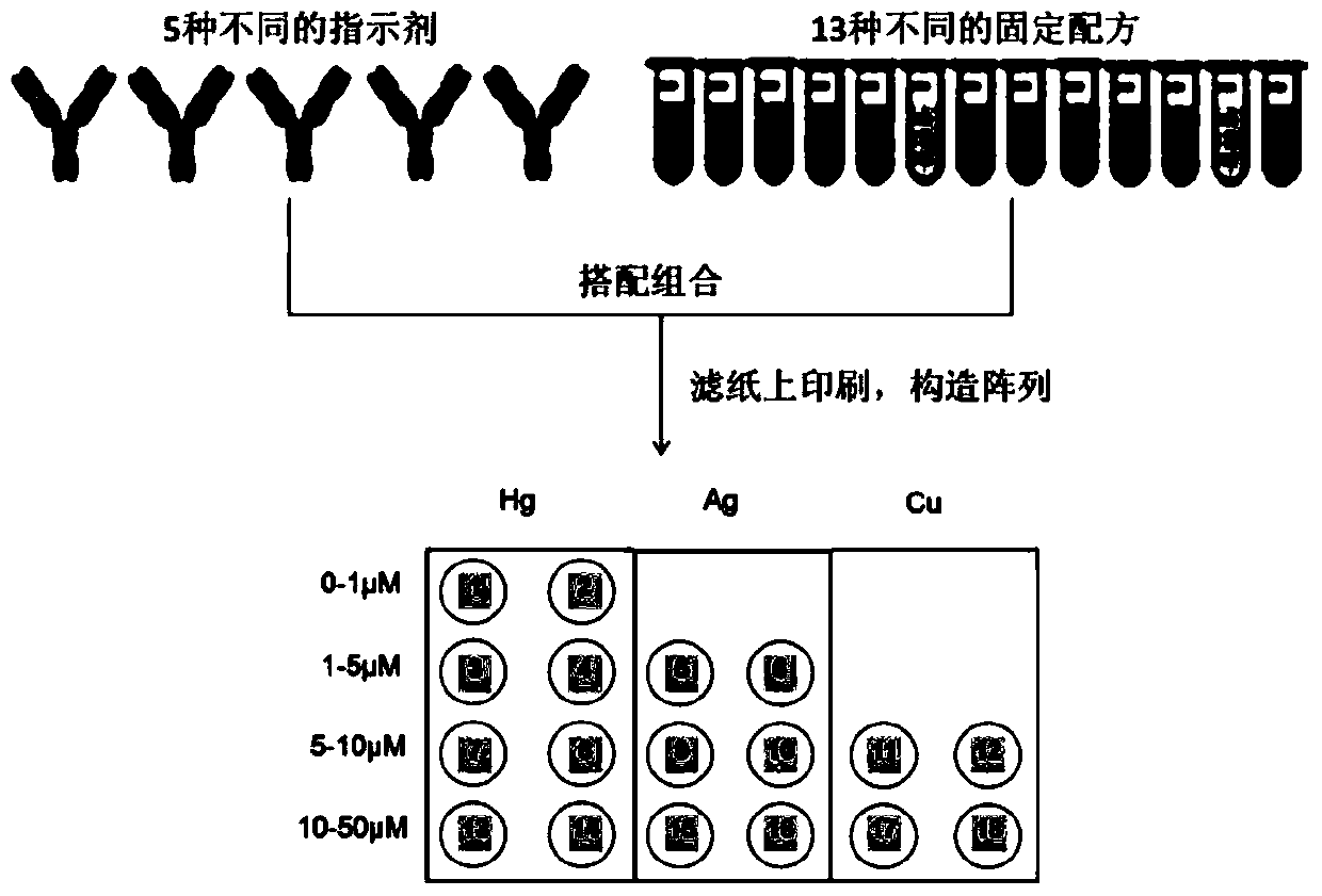 Array sensor used for detecting heavy metal ions as well as preparation method and application thereof