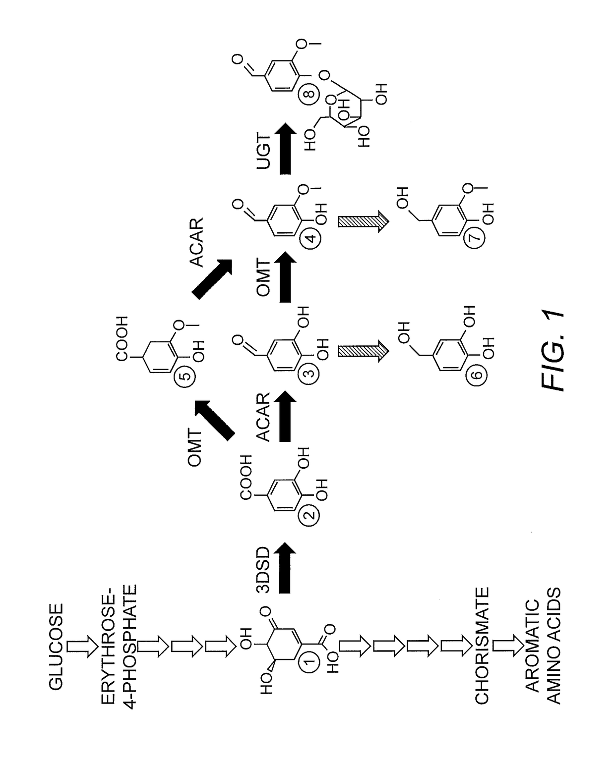 Compositions and methods for the biosynthesis of vanillan or vanillin beta-D-glucoside
