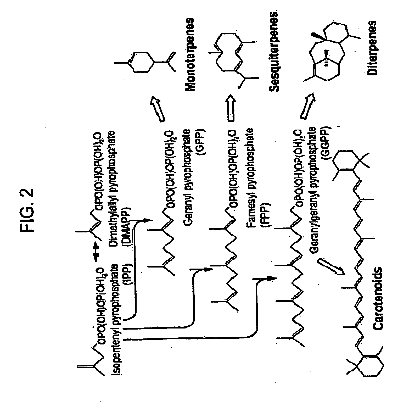 Production of isoprenoids and isoprenoid precursors