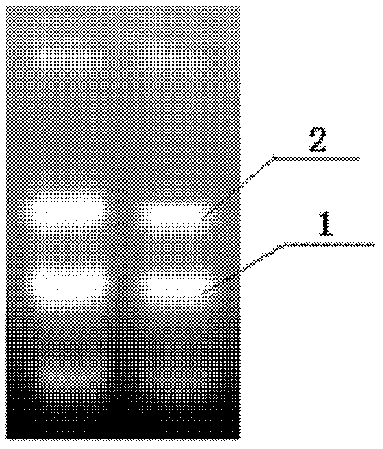 Method for extracting total ribonucleic acid (RNA) from bracts and inflorescences of Anthurium andraeanum