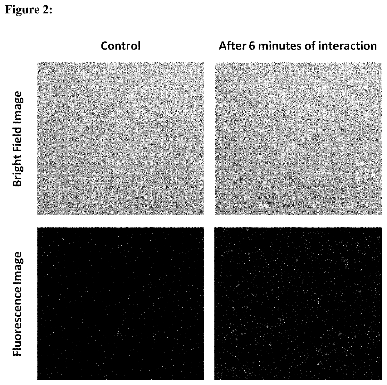 Bionanocomposite and method thereof