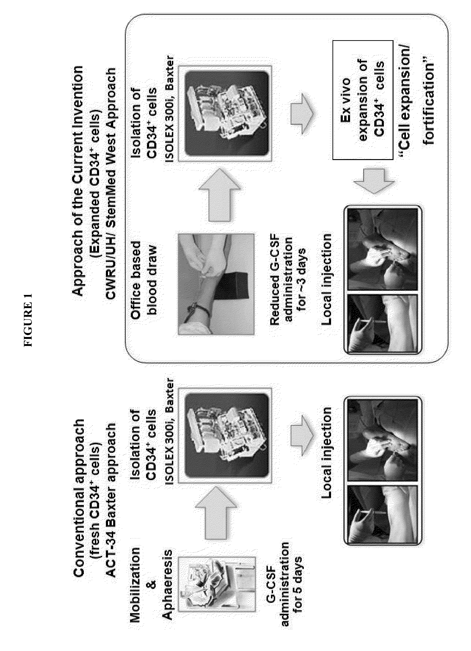 Method For Amplification And Functional Enhancment Of Blood Derived Progenitor Cells Using A Closed Culture System