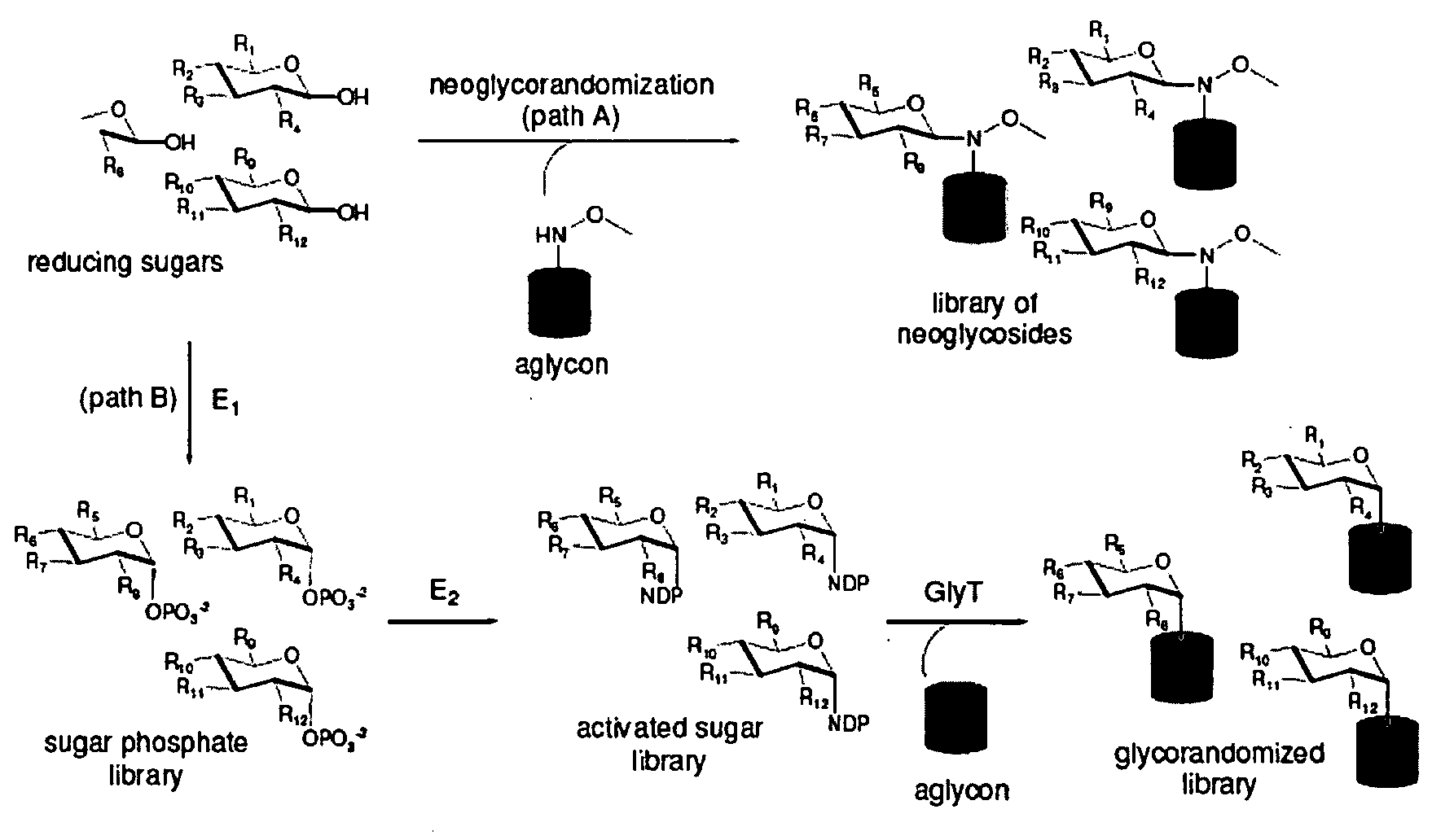 Neoglycorandomization and digitoxin analogs