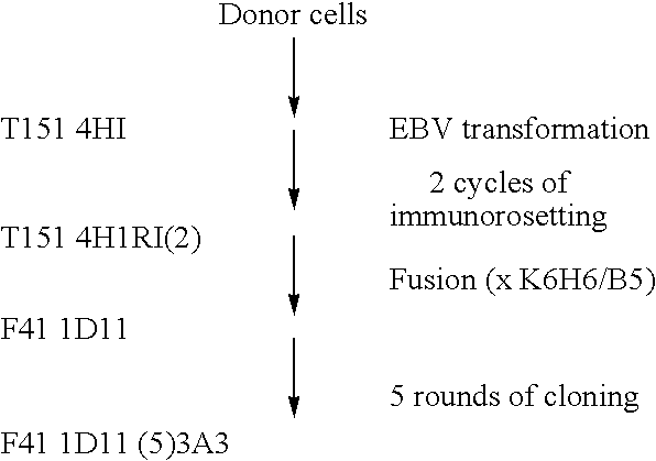 Monoclonal antibodies with enhanced ADCC function
