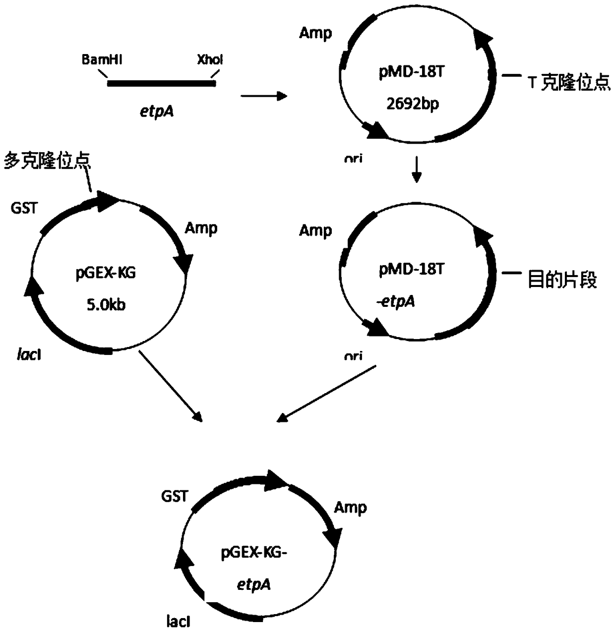 A kind of human source enterotoxigenic Escherichia coli adhesin etpa fusion protein and application thereof