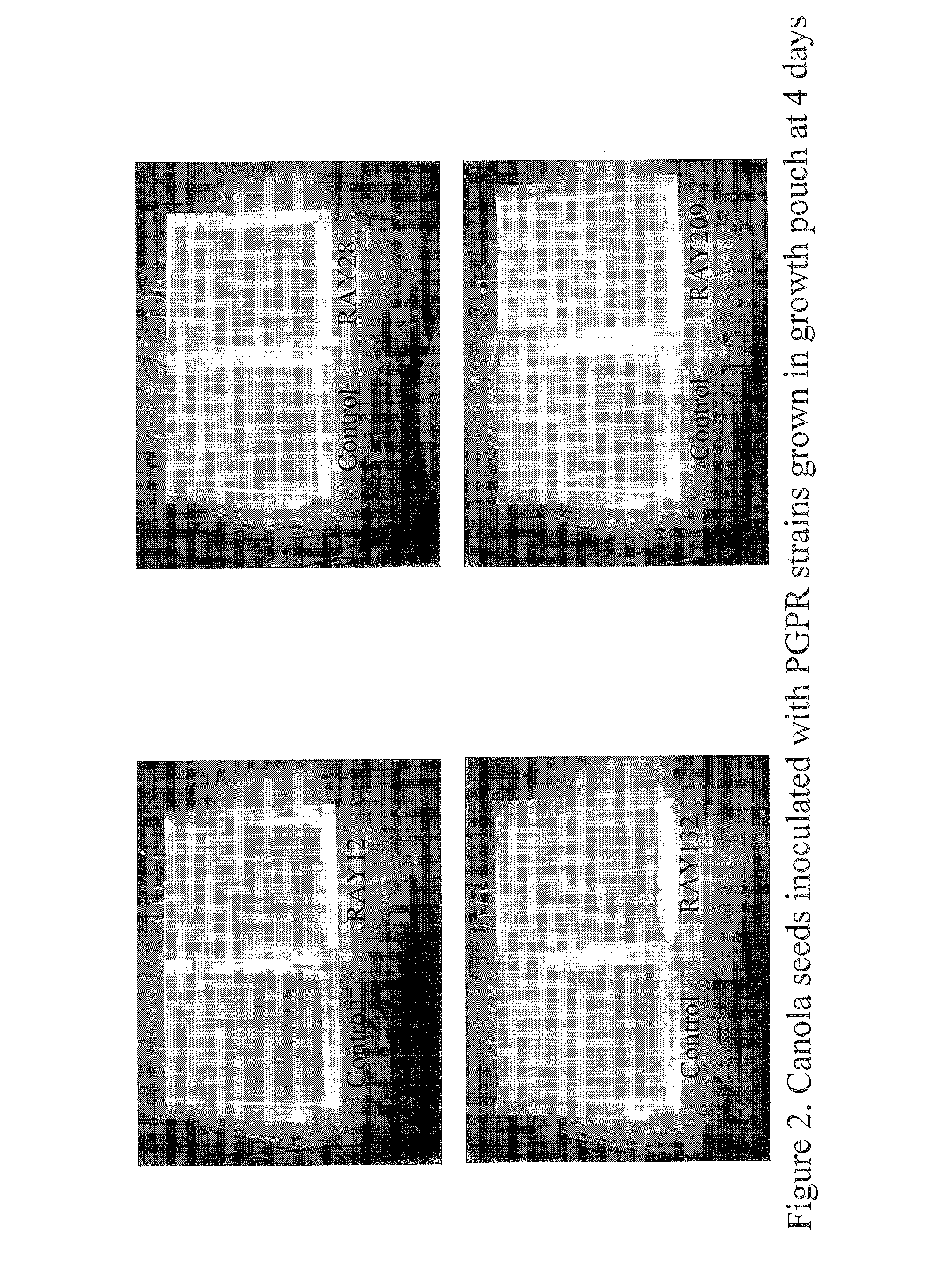 Sulfur-oxidizing plant growth promoting rhizobacteria for enhanced canola performance