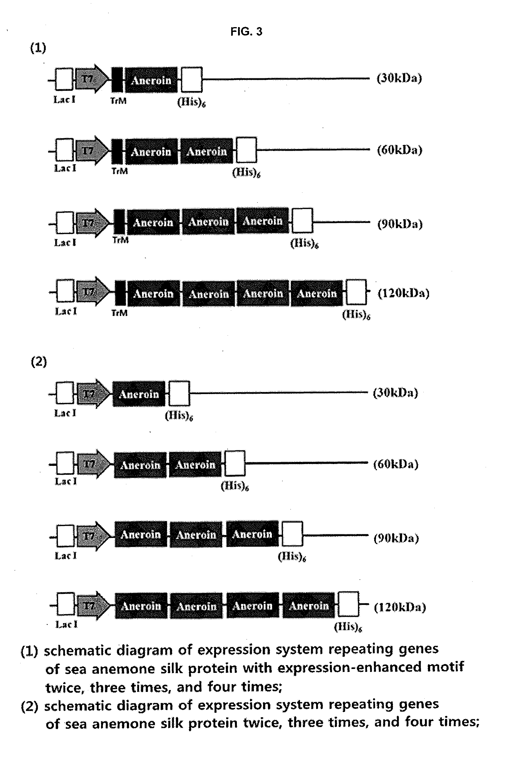 Recombinant silk protein derived from sea anemones, method for manufacturing same, and composition for manufacturing silk fibers including same