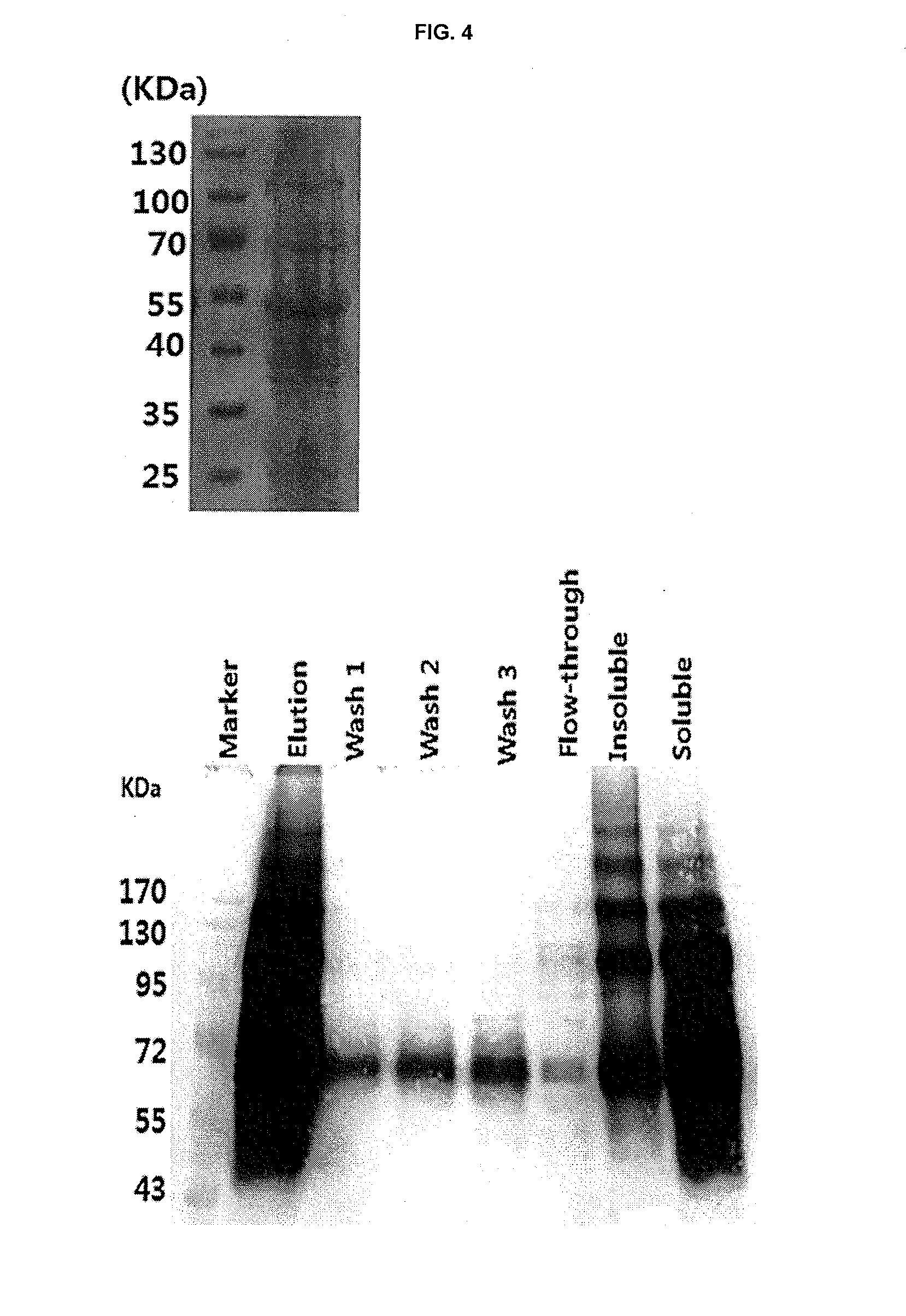 Recombinant silk protein derived from sea anemones, method for manufacturing same, and composition for manufacturing silk fibers including same