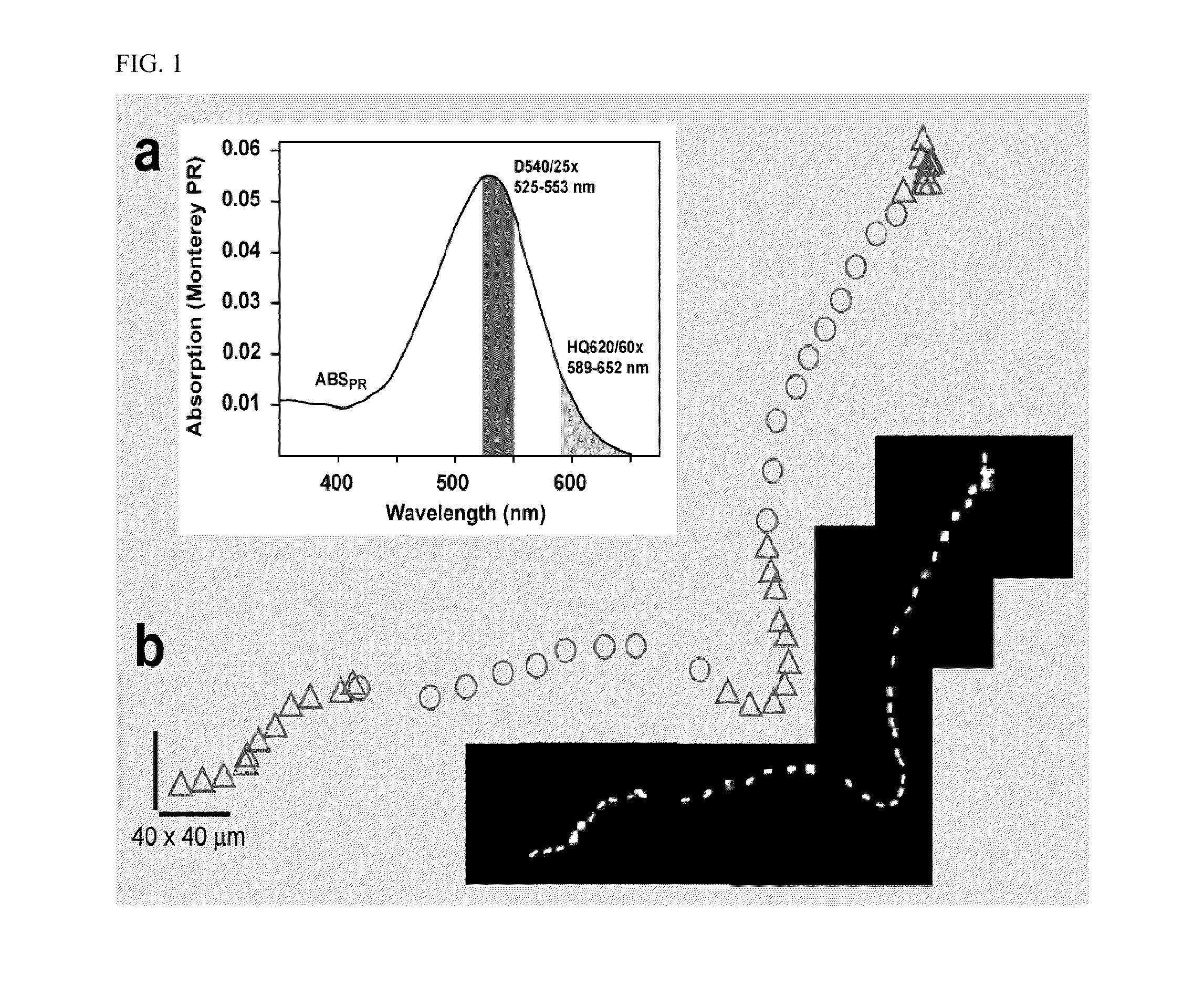 Cells with non-natural physiologies derived by expressing light-powered proton pumps in one or more membranes