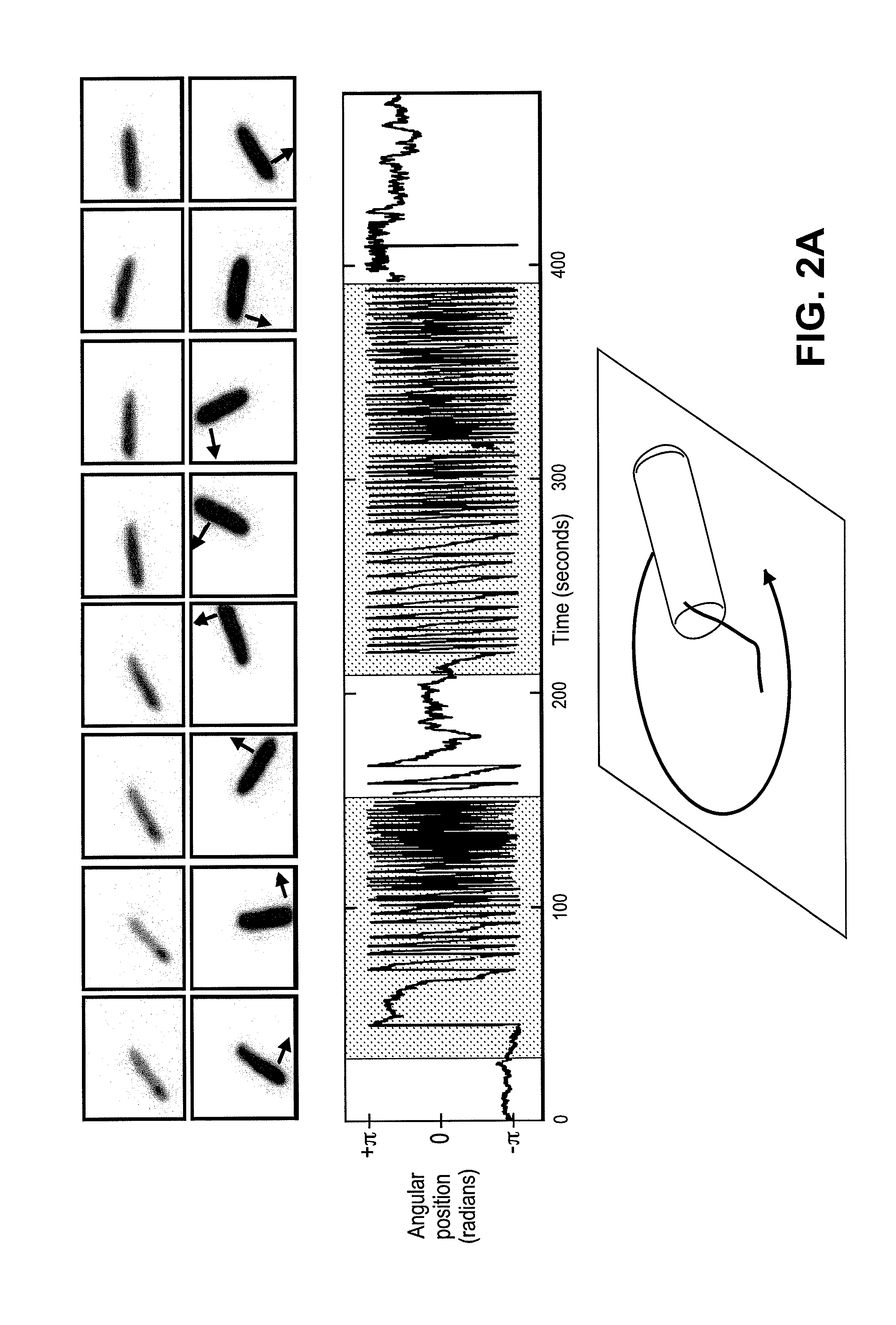 Cells with non-natural physiologies derived by expressing light-powered proton pumps in one or more membranes