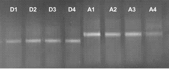 CH4 molecular marker denaturing gel gradient electrophoresis (DGGE) identifying method for aquaculture of catfish hybrids