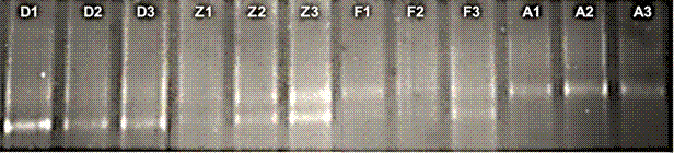 CH4 molecular marker denaturing gel gradient electrophoresis (DGGE) identifying method for aquaculture of catfish hybrids