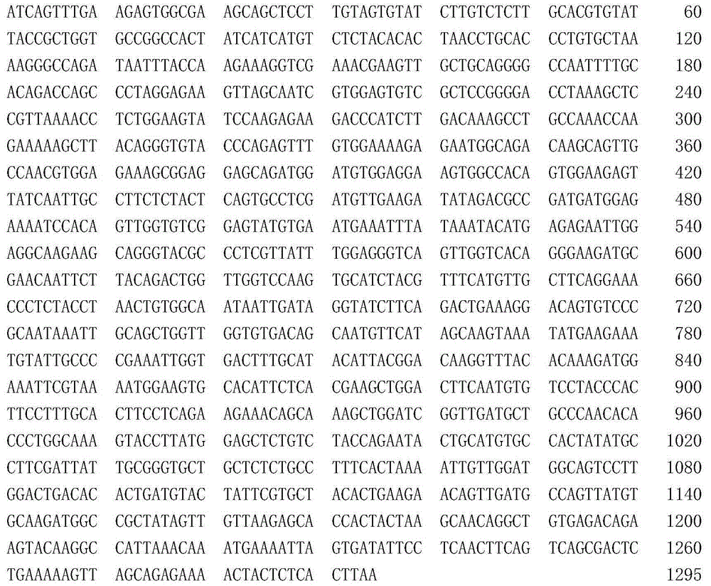 Cyclin B gene related to procambarus clarkii cell cycle and encoding protein identification method thereof