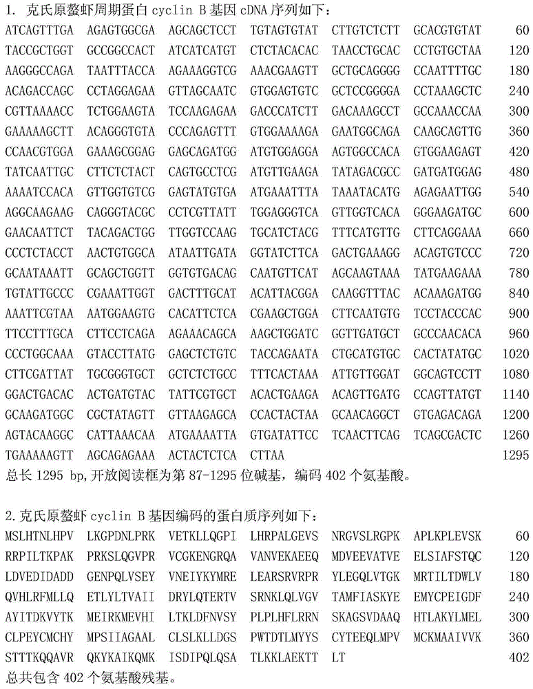 Cyclin B gene related to procambarus clarkii cell cycle and encoding protein identification method thereof