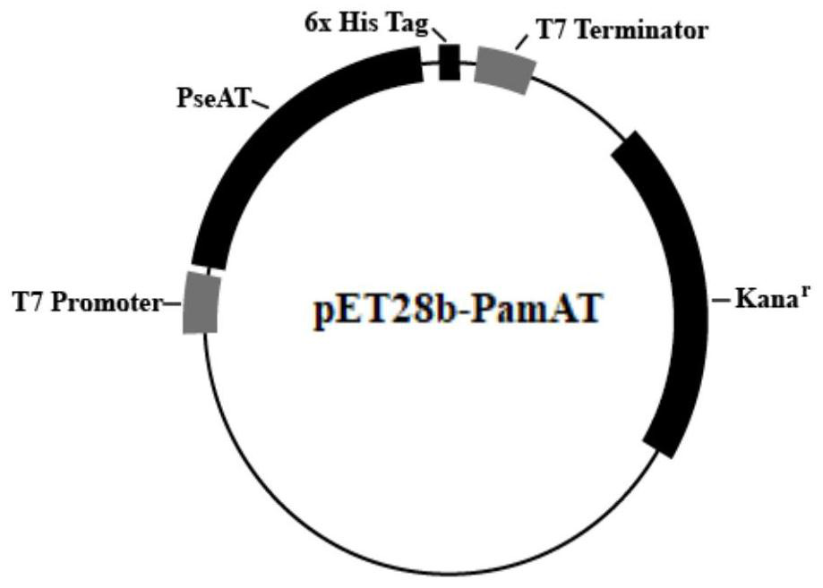 R-transaminase derived from pseudonocardia ammoxidation and synthesis method of R-transaminase