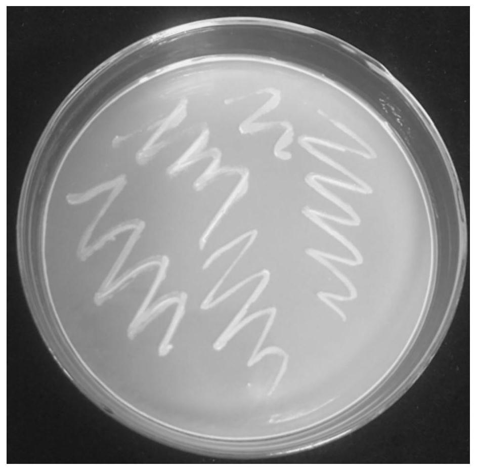 A strain of Streptomyces producing chitinase and its application