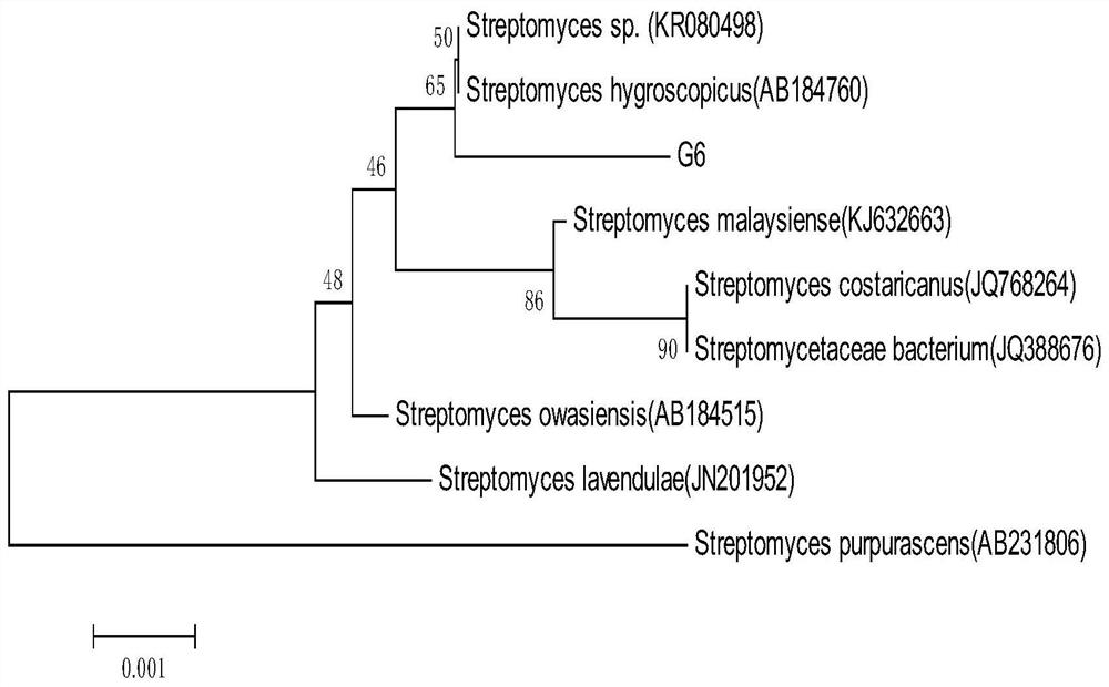 A strain of Streptomyces producing chitinase and its application