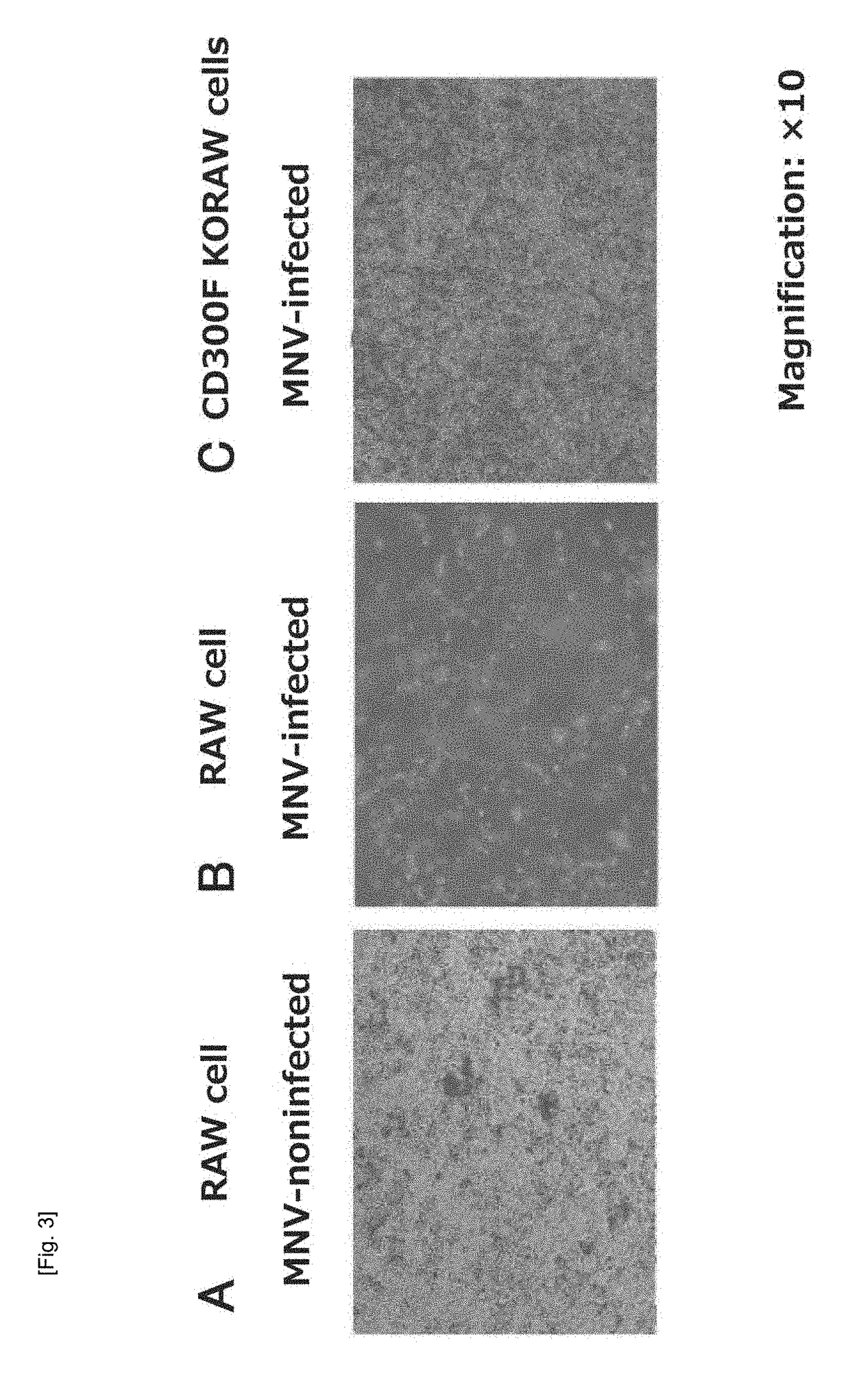 Cultured transgenic cell allowing growth of norovirus, and use thereof