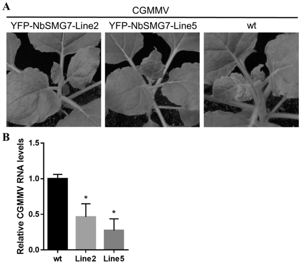 Application of Nicotiana benthamiana nbsmg7 Gene in Regulating Plant Resistance to Virus and Breeding Method of Transgenic Plants