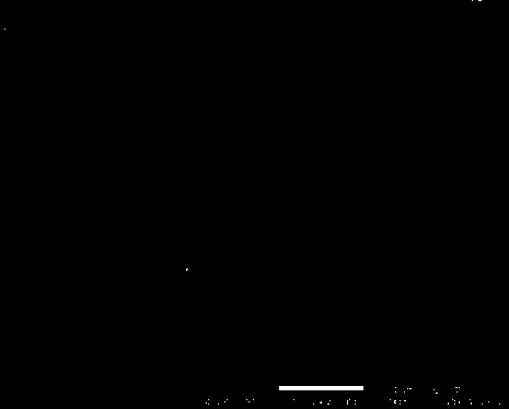 Preparation method for sea squirt nano-cellulose conductive paper