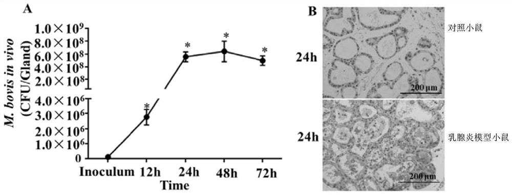 A kind of construction method and application of mycoplasma bovis mouse mastitis model