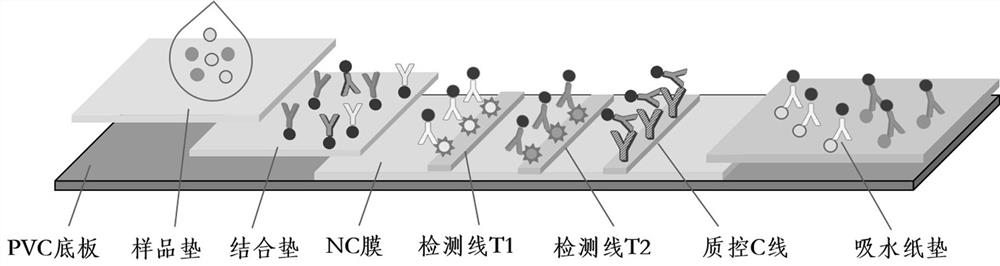 Immunofluorescence chromatography kit and method for simultaneous detection of aflatoxin b1 and zearalenone in vegetable oil